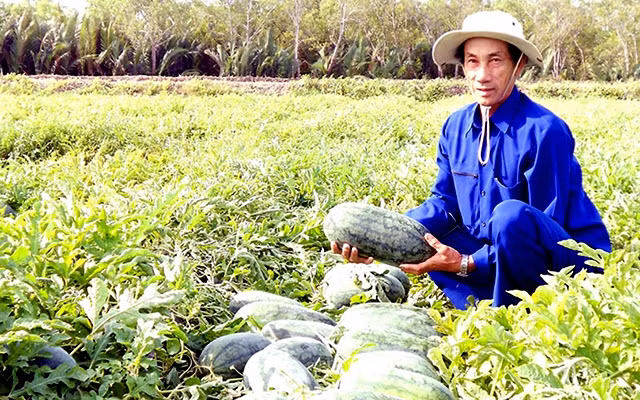 Thu hoạch dưa hấu tại Tổ hợp tác trồng dưa hấu an toàn, chất lượng ở xã An Thủy, huyện Ba Tri (Bến Tre). Ảnh: HOÀI ÐỨC