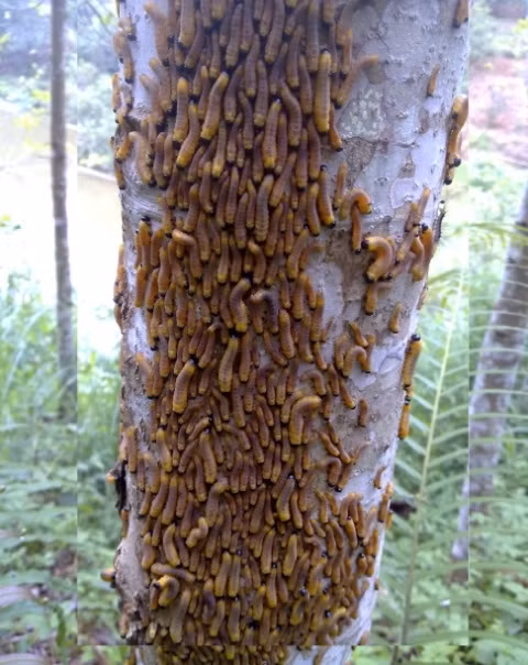 Sâu ong gây hại rừng trồng với mật độ lớn, “bẫy vàng” và thuốc trừ sâu không đem lại hiệu quả như mong muốn.