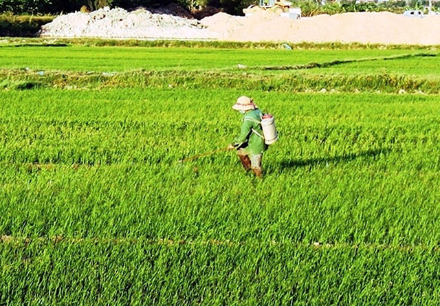 Nông dân xã Ðức Ninh, TP Ðồng Hới (Quảng Bình) phun thuốc phòng trừ sâu bệnh. Ảnh: NGỌC LAN