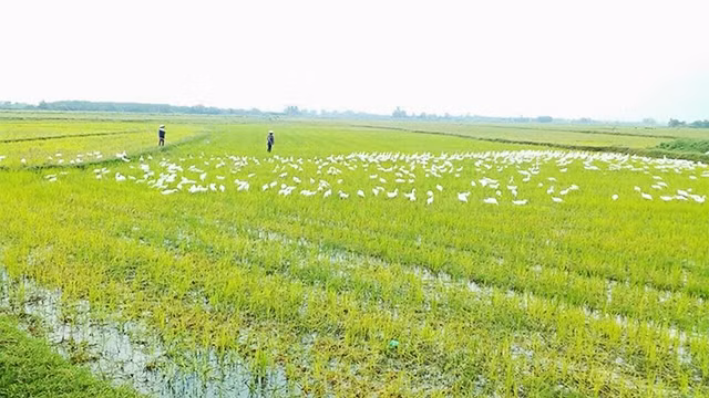 Cánh đồng Triệu Hòa (Triệu Phong, Quảng Trị) là nơi kiếm ăn của đàn vịt sau mùa mưa bão.