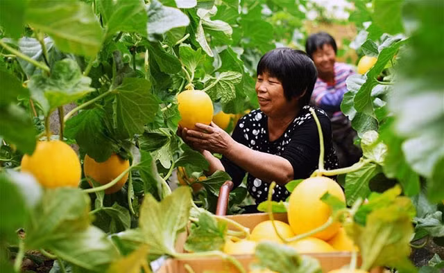Nông dân tỉnh Hà Bắc (Trung Quốc) thu hoạch nông sản. Ảnh TÂN HOA XÃ