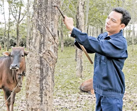 Nhiều hộ nông dân huyện Gio Linh (Quảng Trị) đã thoát nghèo và vươn lên làm giàu từ việc kết hợp nuôi bò với trồng cây cao-su.