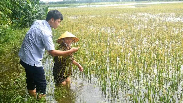 40 ha lúa của nông dân khối 12, thị trấn Hưng Nguyên vào kỳ thu hoạch chìm trong nước lũ. Ảnh: THANH PHÚC