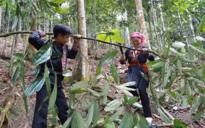 Những “vườn quế hạnh phúc” ở Nậm Đét.