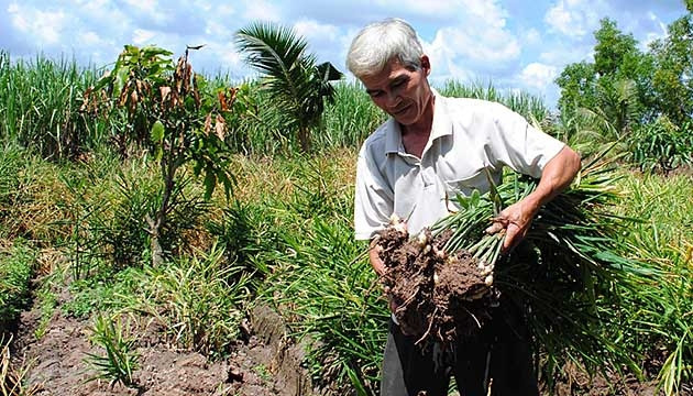 Nhà nông xã Trí Lực chuyển đổi đất trồng mía sang trồng gừng cho hiệu quả kinh tế cao.
