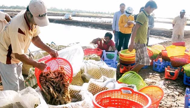 Nông dân Sóc Trăng thu hoạch tôm.