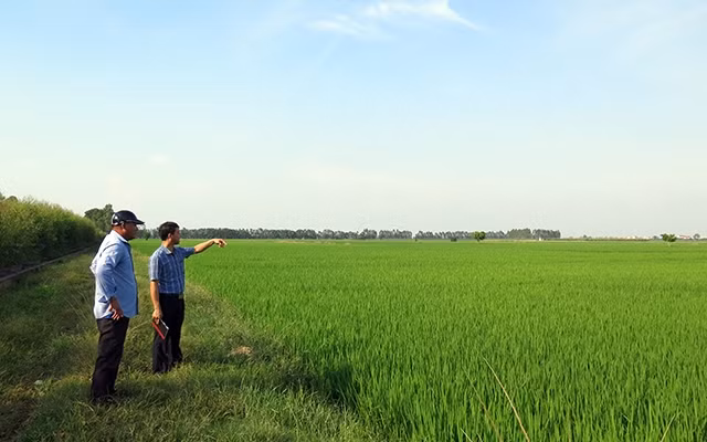 Nhờ mở rộng, tập trung diện tích đất canh tác, người nông dân thu được lợi nhuận cao từ trồng lúa. Trong ảnh: Anh Trần Xuân Ái (bên trái) bên cánh đồng sản xuất lúa quy mô lớn của mình ở xã Ngũ Hùng (