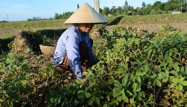 Lạc là nguồn thu quan trọng của người nông dân Hà Tĩnh.