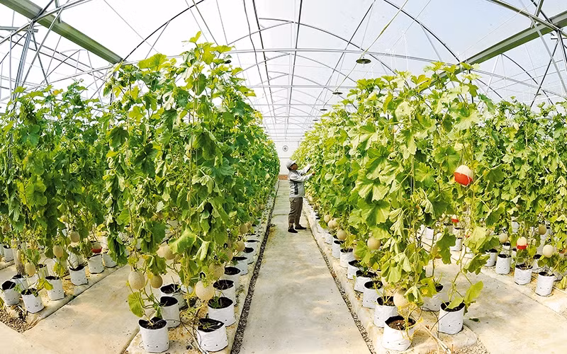 Trồng dưa lưới trong nhà kính ứng dụng công nghệ cao tại Công ty cổ phần đầu tư và xây dựng Delco (Bắc Ninh).