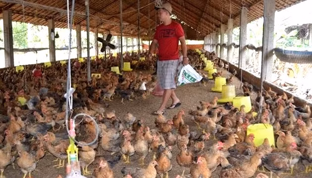 Người chăn nuôi đang đối mặt với nhiều thách thức khi hội nhập.