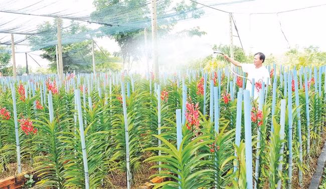 Mô hình trồng hoa lan cho thu nhập cao của nông dân huyện Bình Chánh.