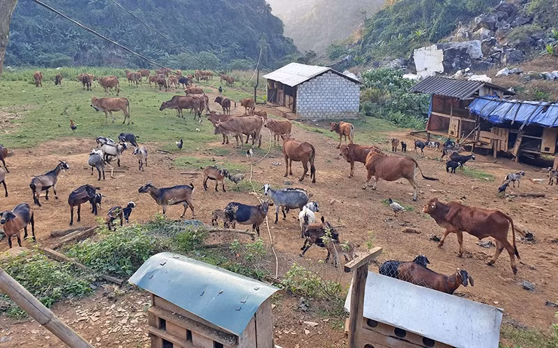 Trang trại nuôi bò, dê của anh Nguyễn Mạnh Hùng ở xã Châu Lộc (Quỳ Hợp) cho lợi nhuận hàng trăm triệu đồng/năm.