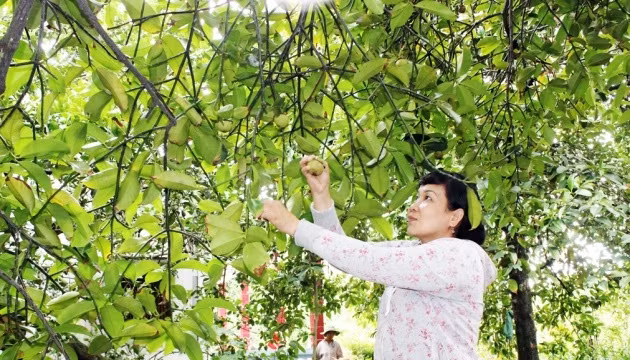 Măng cụt được mùa, được giá, người dân vùng đất Lái Thiêu có thêm thu nhập.