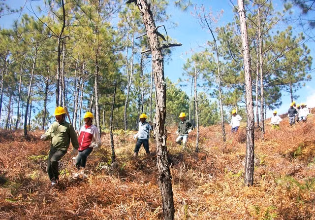 Tuần tra, bảo vệ rừng tại Lâm Đồng.