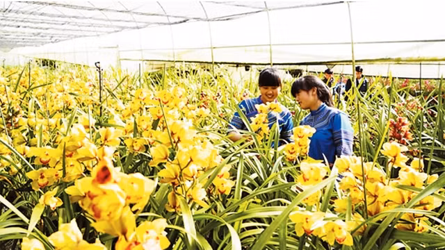 Mô hình trồng hoa ứng dụng công nghệ cao tại huyện Bắc Hà (Lào Cai). Ảnh: NGỌC BẰNG
