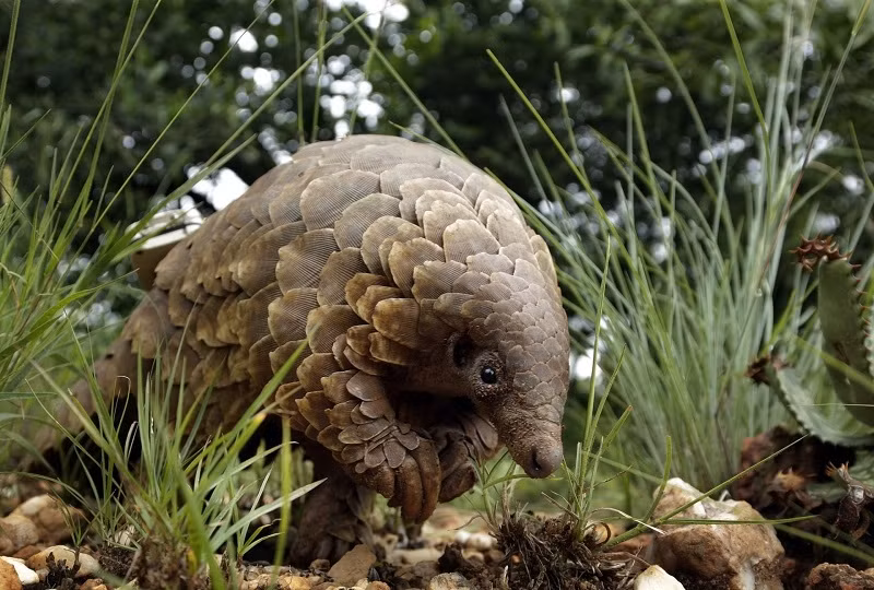 Tìm thấy điểm tương đồng giữa SARS-CoV-2 và virus corona ở tê tê ảnh 2