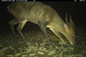 Loài mang lớn (Muntiacus vuquangensis) được ghi nhận từ 5 khu vực đặt bẫy ảnh. Ảnh: WWF-Việt Nam.
