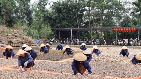 Bà con phơi dược liệu tại Hợp tác xã Sản xuất và Chế biến Dược liệu Nguyễn Thị Thái.