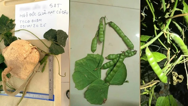 Củ đậu lành tính nhưng lá, quả, phần thân dây đều có chứa chất độc.