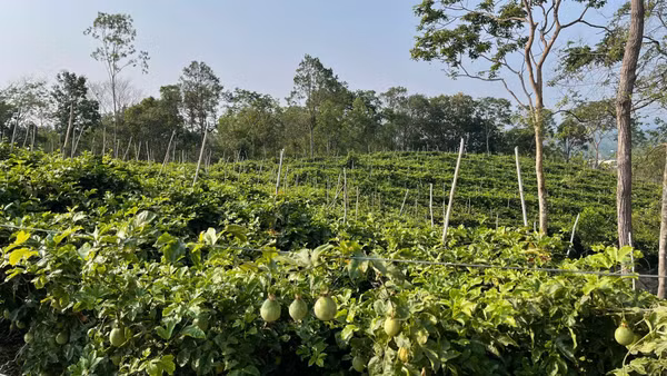 Công nghệ sinh học “hồi sinh” đất, nâng giá trị nông sản cho nông dân