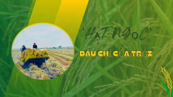 “Hạt ngọc” đâu chỉ của trời