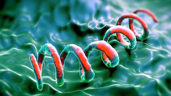 Giang mai là bệnh lý do xoắn khuẩn Treponema pallidum gây ra.