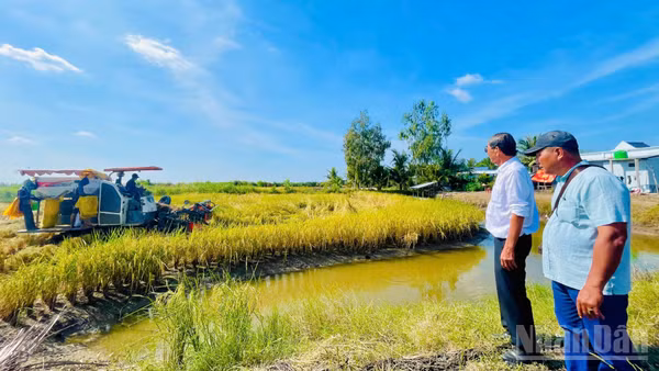 Anh hùng Lao động, kỹ sư Hồ Quang Cua, cha đẻ thương hiệu gạo Gạo ST25 và anh Trần Hoàng Giang, xã Đông Hòa, tỉnh An Giang giám sát quy trình thu hoạch lúa ST25.