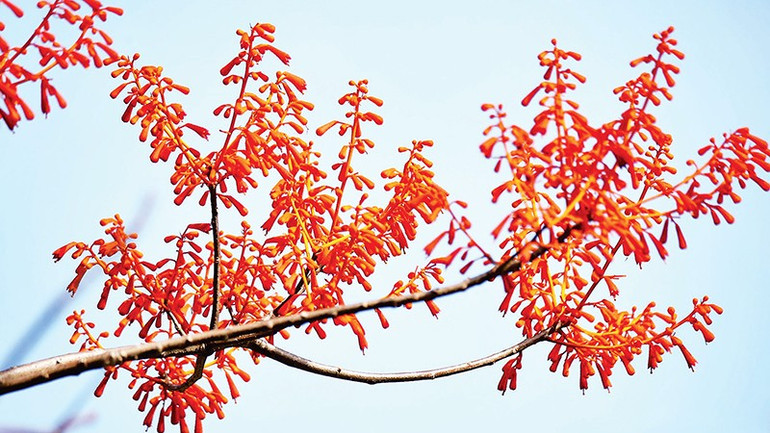 Những chùm hoa khoe sắc dưới nắng. g3.jpg