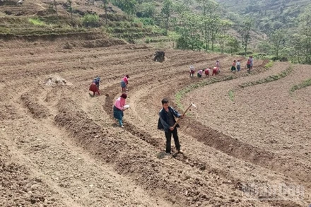 Đồng bào các dân tộc tỉnh Cao Bằng chuyển đổi đất rẫy trồng cây lương thực sang trồng cây dược liệu, mang lại hiệu quả kinh tế cao.