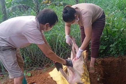 Lấy mẫu bệnh phẩm, tiêu hủy lợn mắc dịch tả lợn châu Phi ở Cao Bằng. Ảnh: Báo Cao Bằng