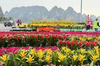 Đại lộ hoa đang được trang hoàng bởi hàng chục nghìn chậu hoa tạo nên những thảm hoa rực rỡ.