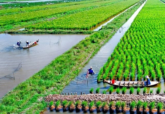 Lúa-tôm, mô hình thích ứng biến đổi khí hậu giúp nông dân nâng cao thu nhập.