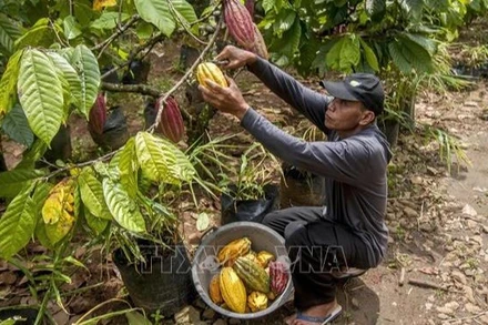 Nông dân thu hoạch quả ca-cao tại Yogyakata, Indonesia. (Ảnh: THX/TTXVN)