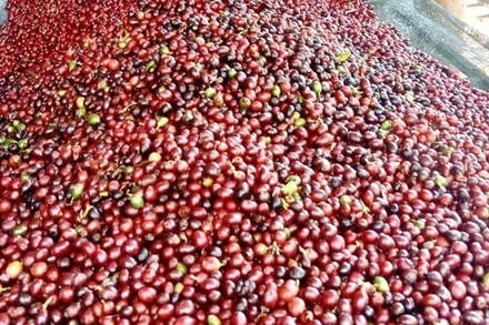 Cà-phê tươi ở Quảng Trị. (Ảnh: TTXV)