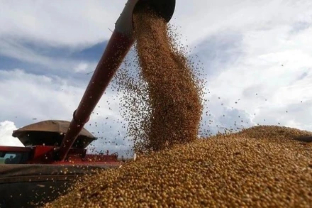 Thu hoạch đậu tương tại trang trại ở Formosa, Goias, Brazil. (Ảnh: THX/TTXVN)