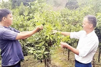 Cây hồi trở thành cây trồng chủ lực để xóa nghèo tại xã Đường Hồng, tỉnh Tuyên Quang. (Ảnh TOÀN CHUNG)