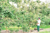 Hồng không hạt Bảo Hà được công nhận là sản phẩm OCOP, mở ra cơ hội xây dựng thương hiệu nông sản địa phương.