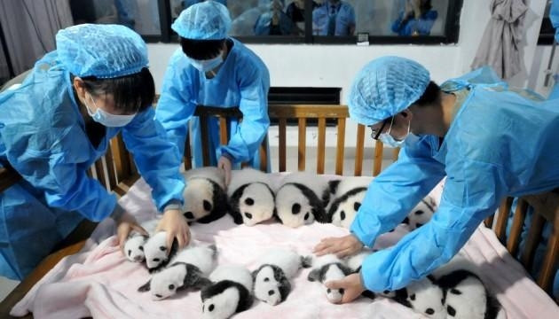 14 chú gấu trúc sơ sinh tại Trung tâm nghiên cứu Thành Đô, Tứ Xuyên, Trung Quốc.