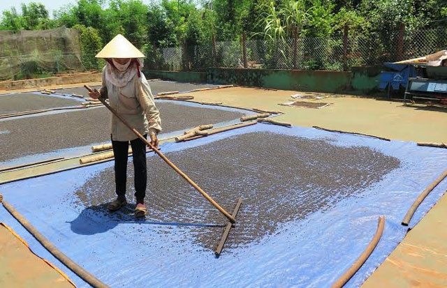 Phơi hồ tiêu ở xã Lộc An, huyện Lộc Ninh, tỉnh Bình Phước.