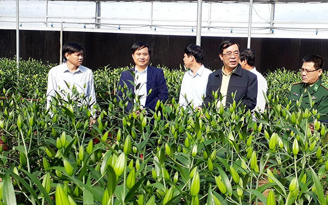 Lãnh đạo tỉnh Quảng Trị thăm vùng trồng hoa ở Sa Mù.