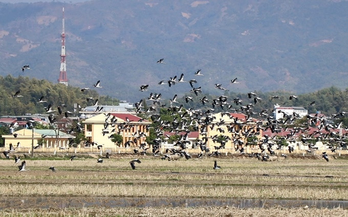 Đàn cò nhạn hàng nghìn con bay tràn các thửa ruộng ở lòng chảo Điện Biên.