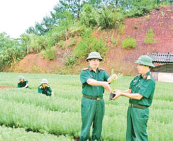 Kiểm tra sự phát triển của cây giống
tại vườn ươm của nông lâm trương B61.