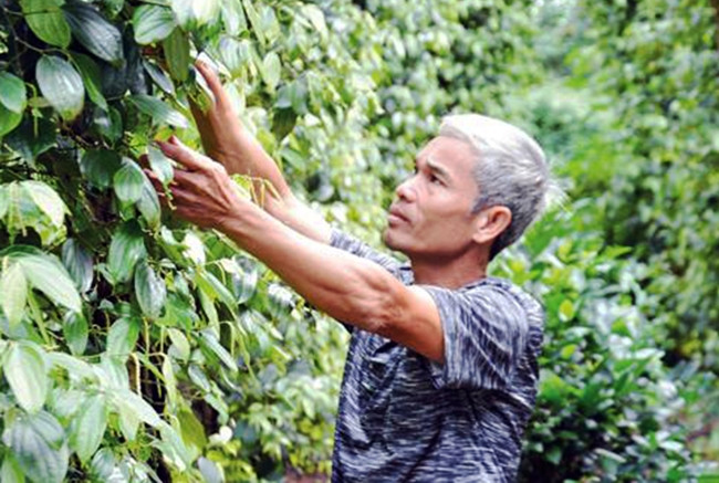 Người dân huyện Sơn Tịnh chăm sóc vườn tiêu. Ảnh: ĐÌNH DIỆU