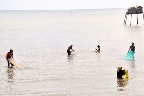 Người dân "mót" từng kg nghêu với mong muốn khỏi trắng tay.