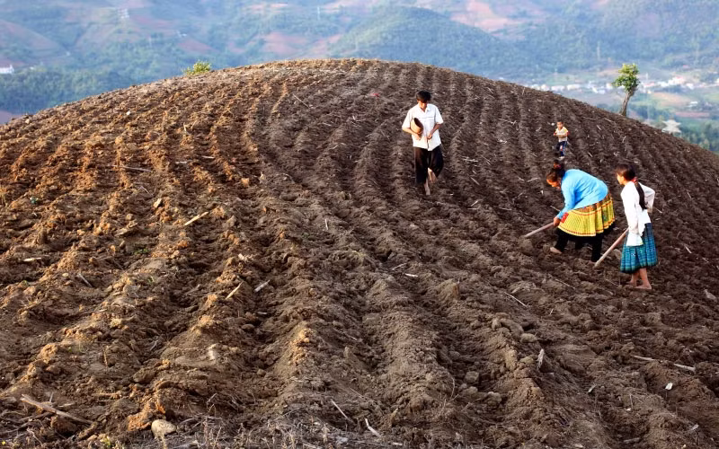 Trồng cây ăn quả trên đất dốc ở Sơn La