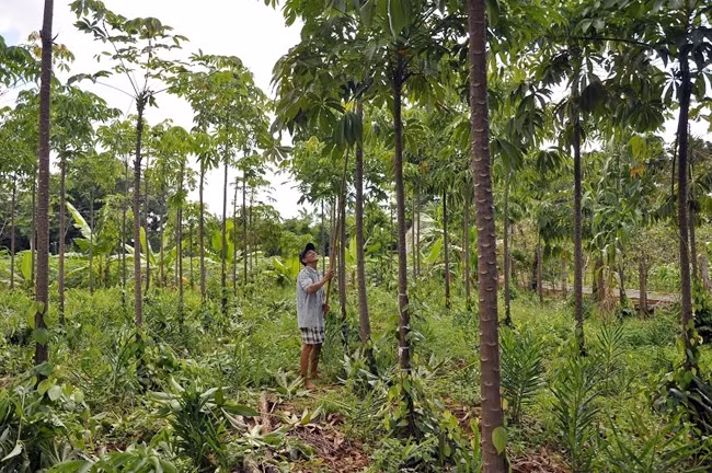 Vườn tiêu bằng trụ trôm một năm tuổi ở Bình Phước.