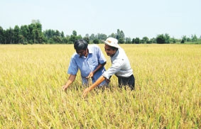 Cán bộ kỹ thuật cùng nông dân xã Bình Hóa Trung<br> (Mộc Hóa,Long An)thăm ruộng lúa sắp thu hoặch