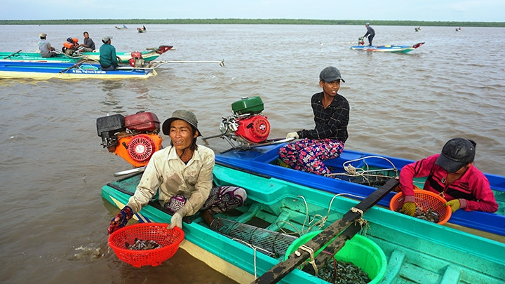 Cư dân ven biển Gò Công rửa ốc móng tay đưa về bờ. 