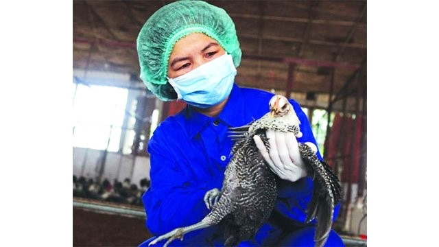 Cán bộ Trung tâm Nghiên cứu gia cầm Thụy Phương kiểm tra sức khỏe gà giống.