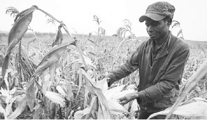 Nông nghiệp mất mùa khiến người dân Zimbabwe lâm vào tình cảnh khó khăn. Ảnh ROI-TƠ